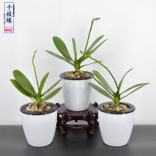 養花苗在那里