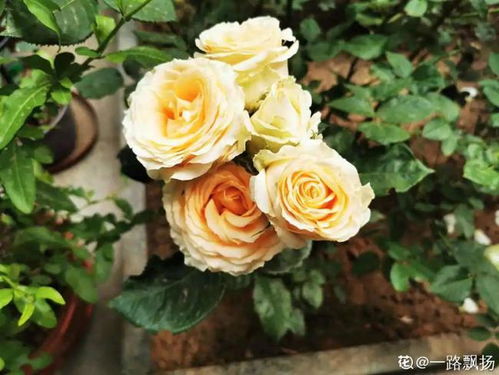 室內養花要不要殺蟲(chóng)