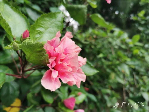 腦力勞動(dòng)后養花