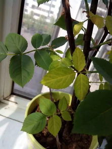 養花老葉子發(fā)黃是什么原因