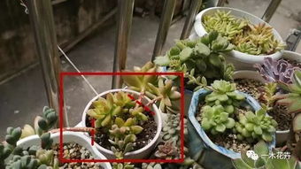 養花案例分析