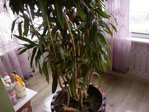 養花草提升風(fēng)水