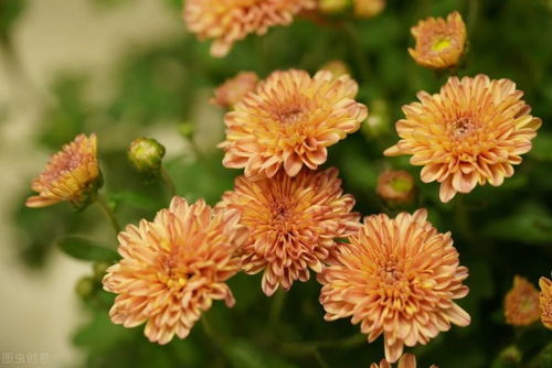關(guān)于養花的片段
