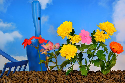 沒(méi)情調的人能養花嗎