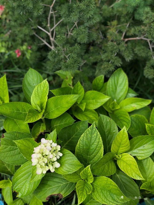 我愛(ài)養花了閱讀答案