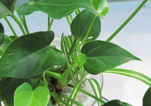 怎么樣養花長(cháng)的好處