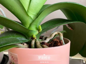 什么地方有養花的水苔