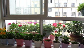 陽(yáng)臺防盜窗上怎么養花