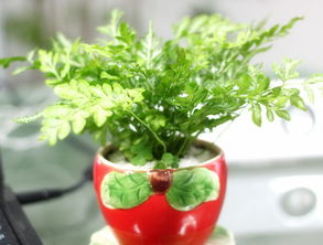 適合放辦公室養花