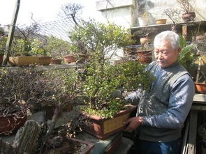 焦炭灰可以養花嗎