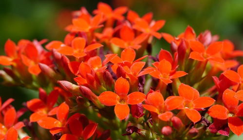 養花紅葉開(kāi)花