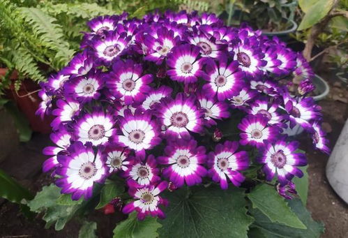 家里養花高速人好不好