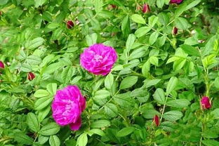 玫瑰花這樣保養花期更長(cháng)