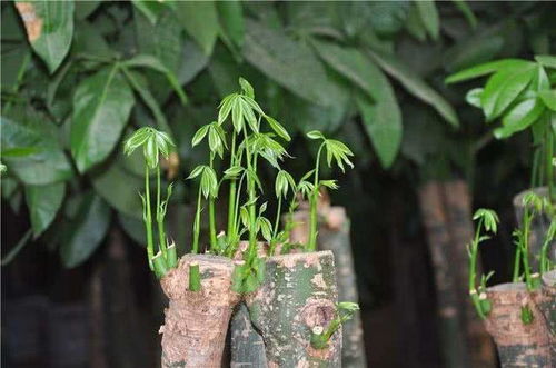 養花養植物可以用復合肥么
