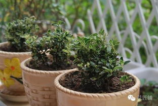 主養花鰱怎樣施肥