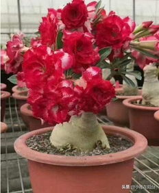 養花沒(méi)時(shí)間澆水怎么辦