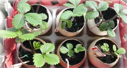 古代養花用什么做花盆