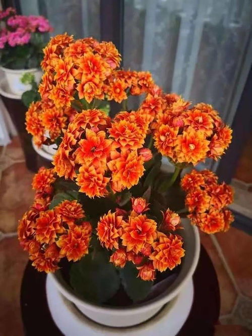 養花感悟劉海霞閱讀答案