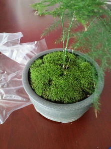 苔蘚可以養花