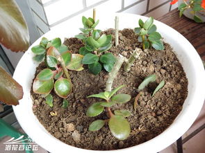 怎樣用塑料盆養花