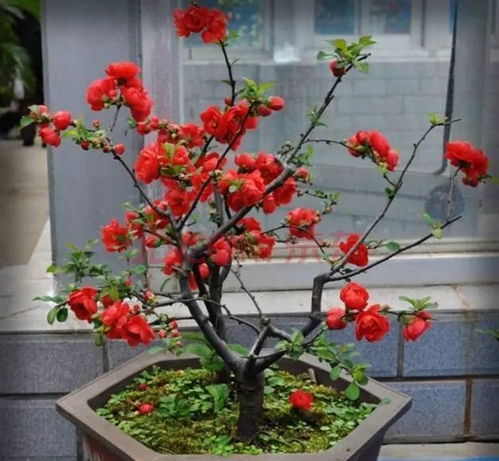 家里養花一般