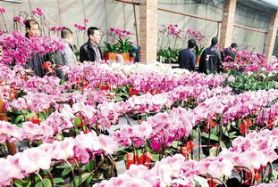 太原養花基地