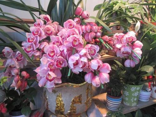 維生素c可以養花蔫了