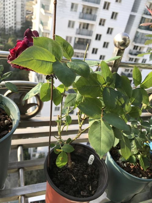 開(kāi)空調養花注意什么