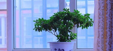 家里養花好嗎風(fēng)水