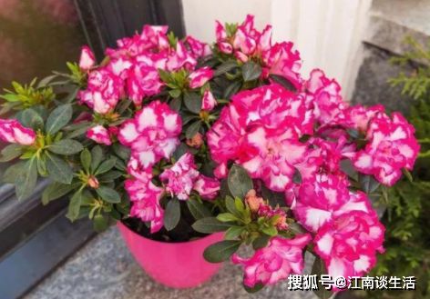 水養花放什么花更紅