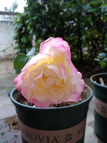 養花辣椒大蒜