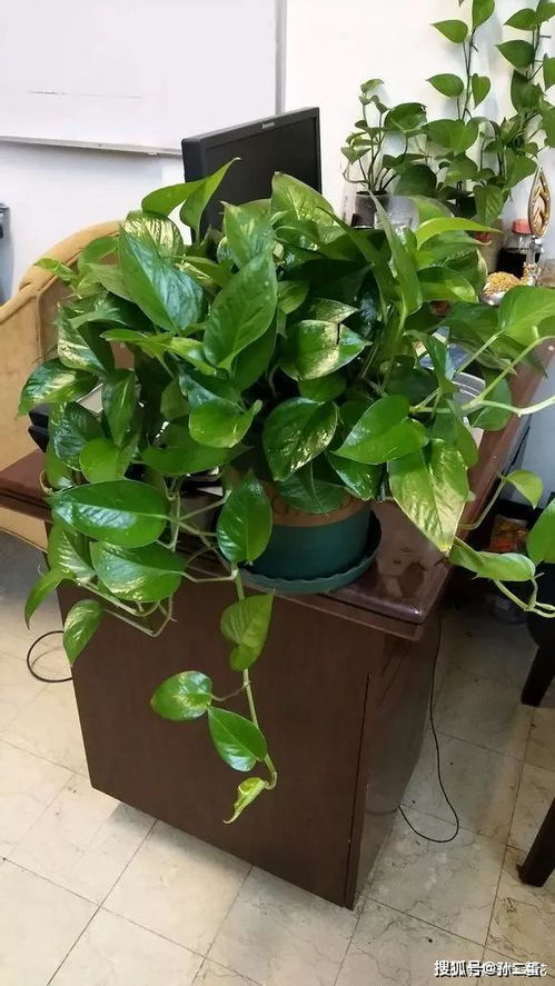 為什么賣(mài)花的用黃泥養花