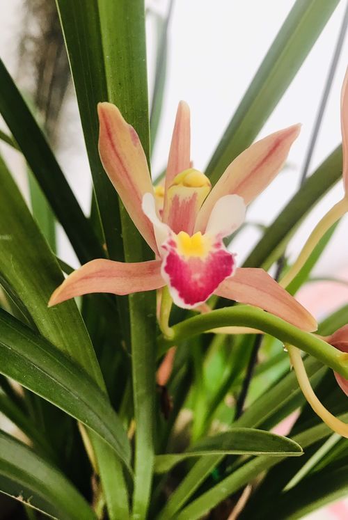 一樓陽(yáng)臺養花光照