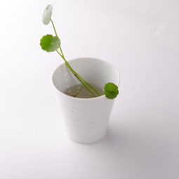 杯子能用來(lái)養花