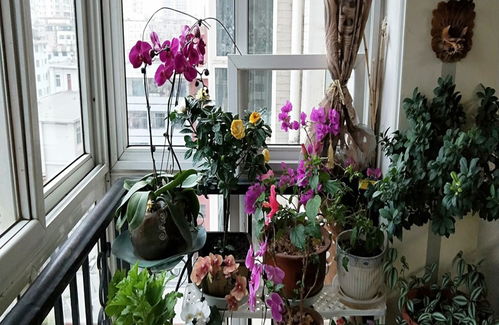 寶寶屋子里面養花