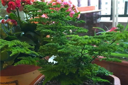 用瓜子殼能養花