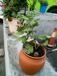 鐵的花盆能夠養花嗎