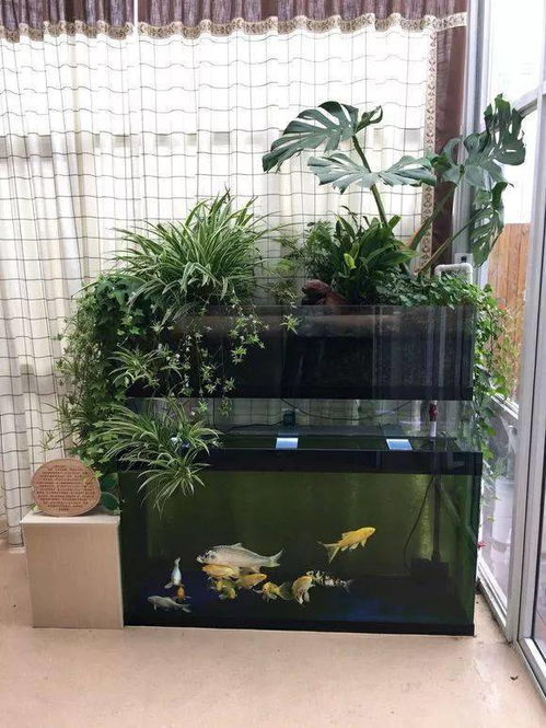 魚(yú)缸上濾還能養花