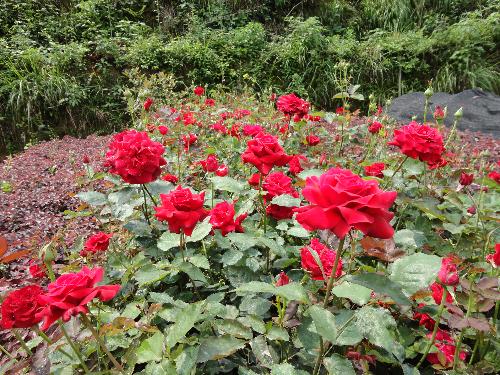 男生喜歡養花草