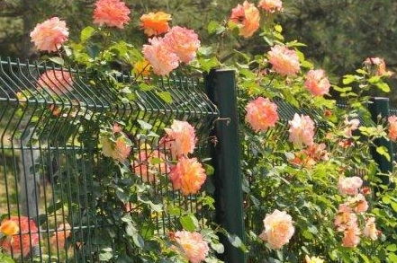 白糖溶液養花