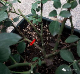大連養花幫工招聘