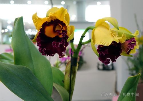 辛苦養花的說(shuō)說(shuō)