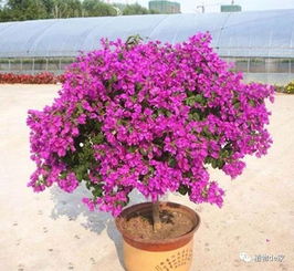 怎么樣養花長(cháng)的快