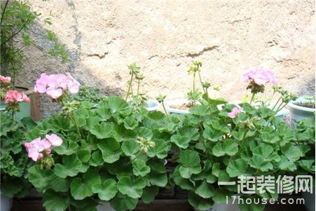 養花知識技巧之澆花常用方法