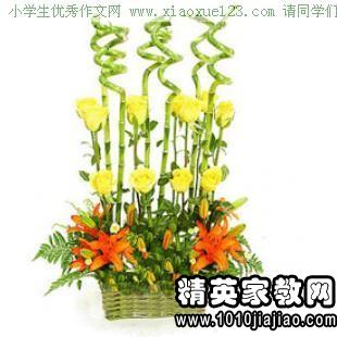 五級養(yǎng)花觀察日記
