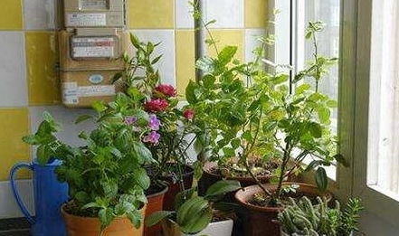 房子養花適合什么花