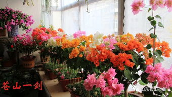 冬天陽(yáng)臺養花如何保暖