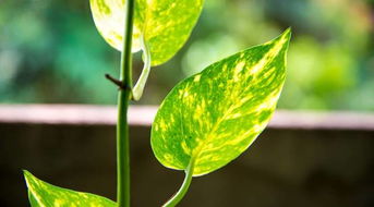 家里養花會(huì )跟人爭氧氣嗎
