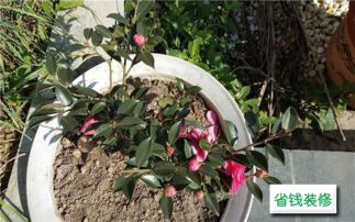 我愛(ài)養花仿寫(xiě)