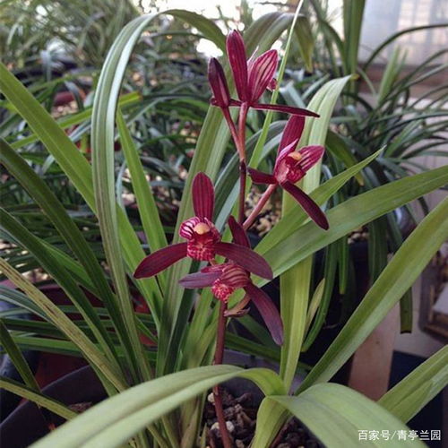 養花有小飛蟲(chóng)怎么為